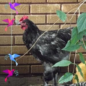 Meet your Posher, Linda